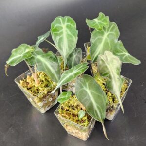 philodendron billiatiae variegated